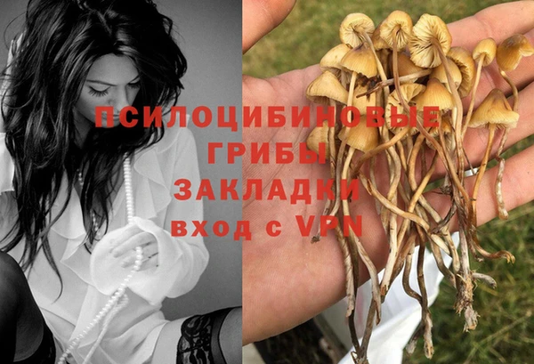 ПСИЛОЦИБИНОВЫЕ ГРИБЫ Алексин